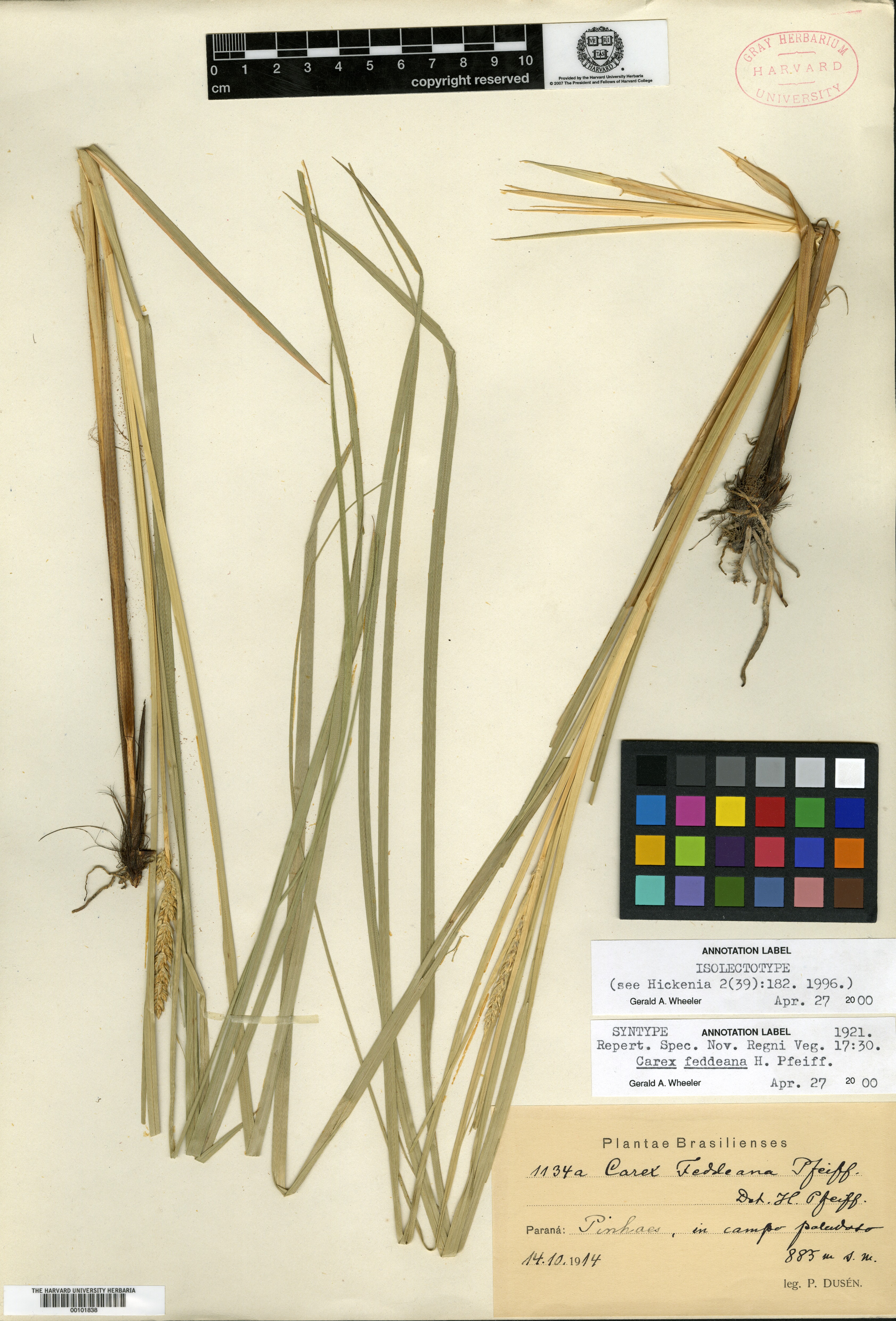 Carex fischeri image