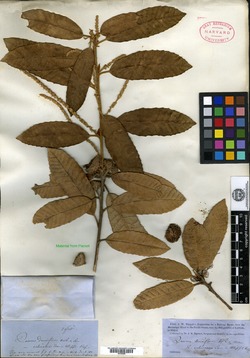 Quercus echinacea image