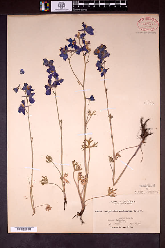 Delphinium variegatum image