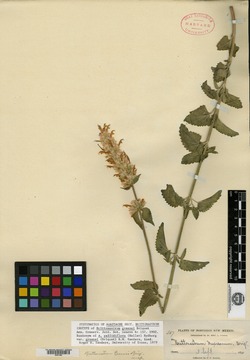 Brittonastrum greenei image