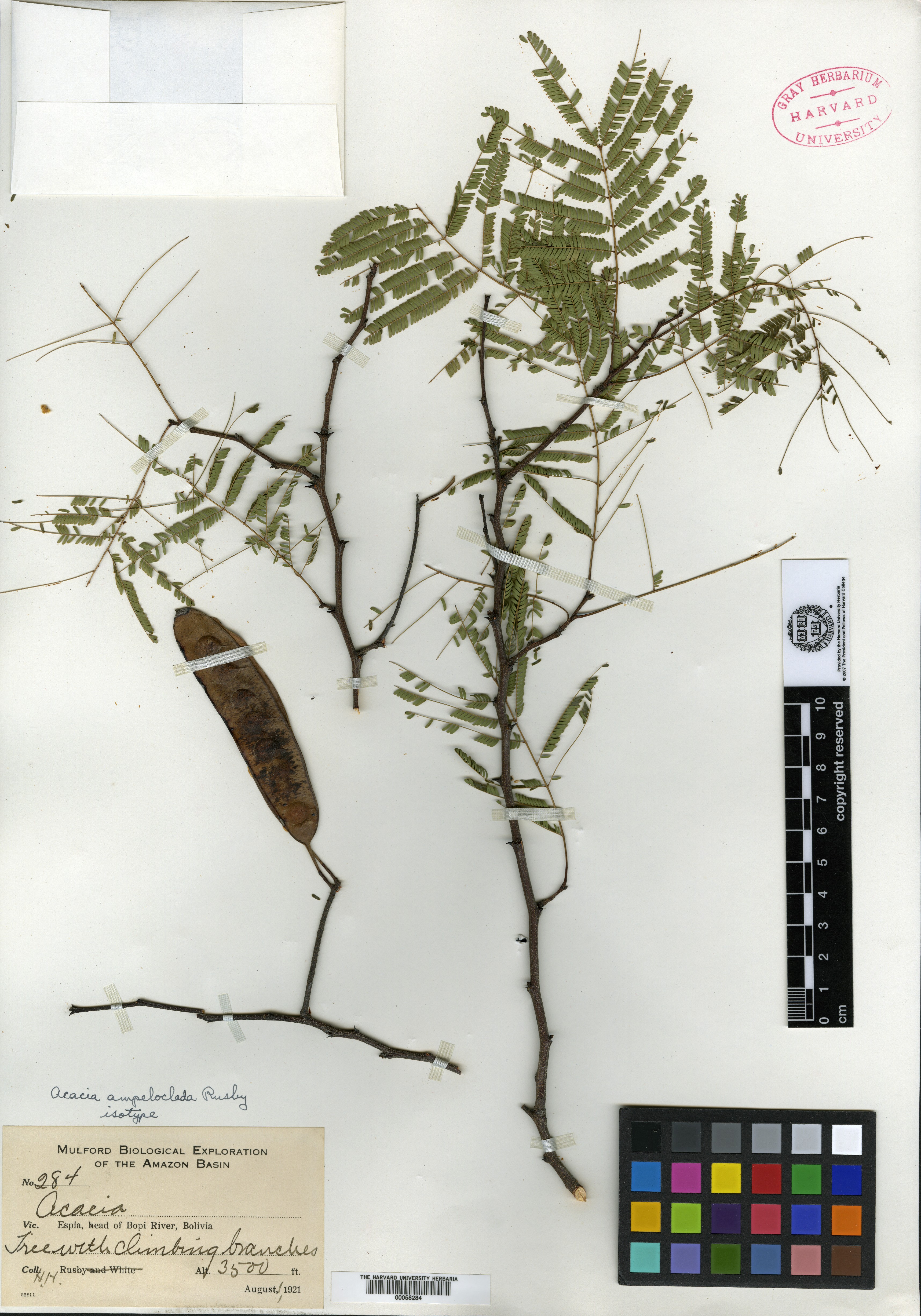 Acacia brunioides image