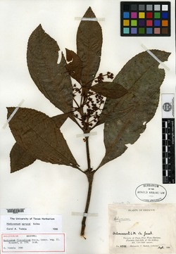 Hedyosmum flocculosum image