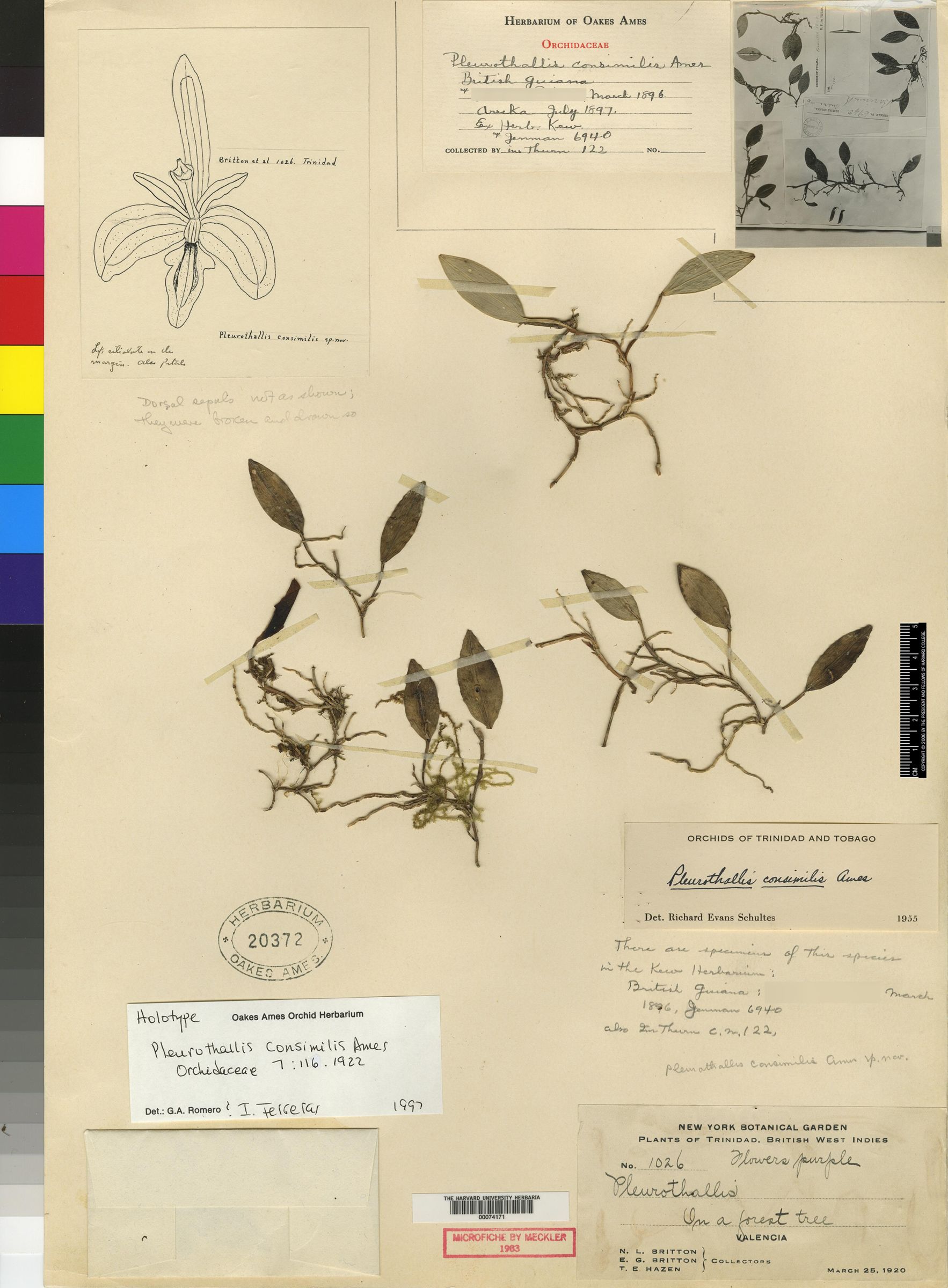 Acianthera yauaperyensis image