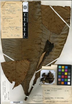 Guatteria calophylla image