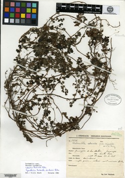 Lachemilla steinbachii image