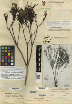 Pseudobrickellia angustissima image