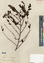Phyllanthus popayanensis image