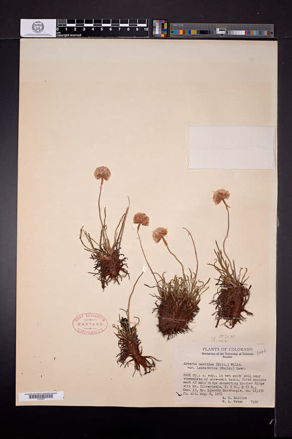 Armeria maritima subsp. labradorica image
