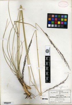 Muhlenbergia laxiflora image