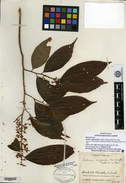 Ardisia guianensis image
