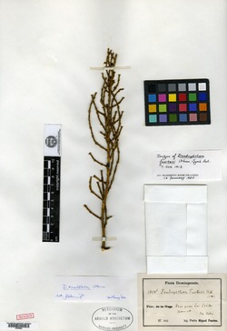 Dendrophthora remotiflora image