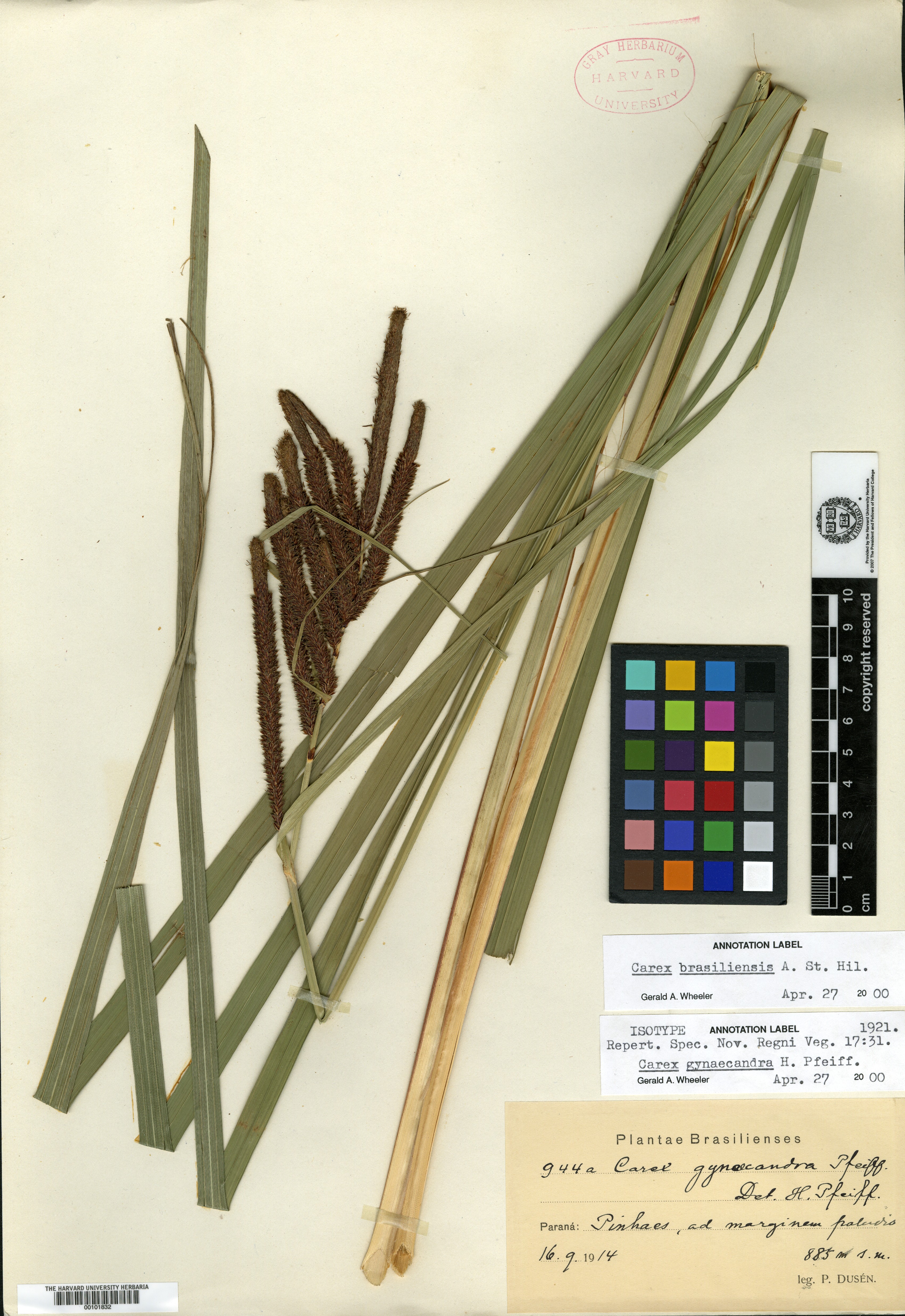 Carex hebecarpa image