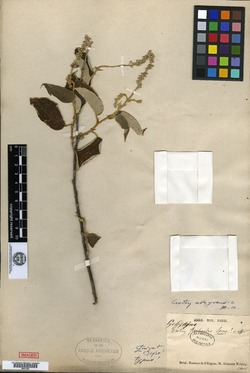 Croton alagoensis image