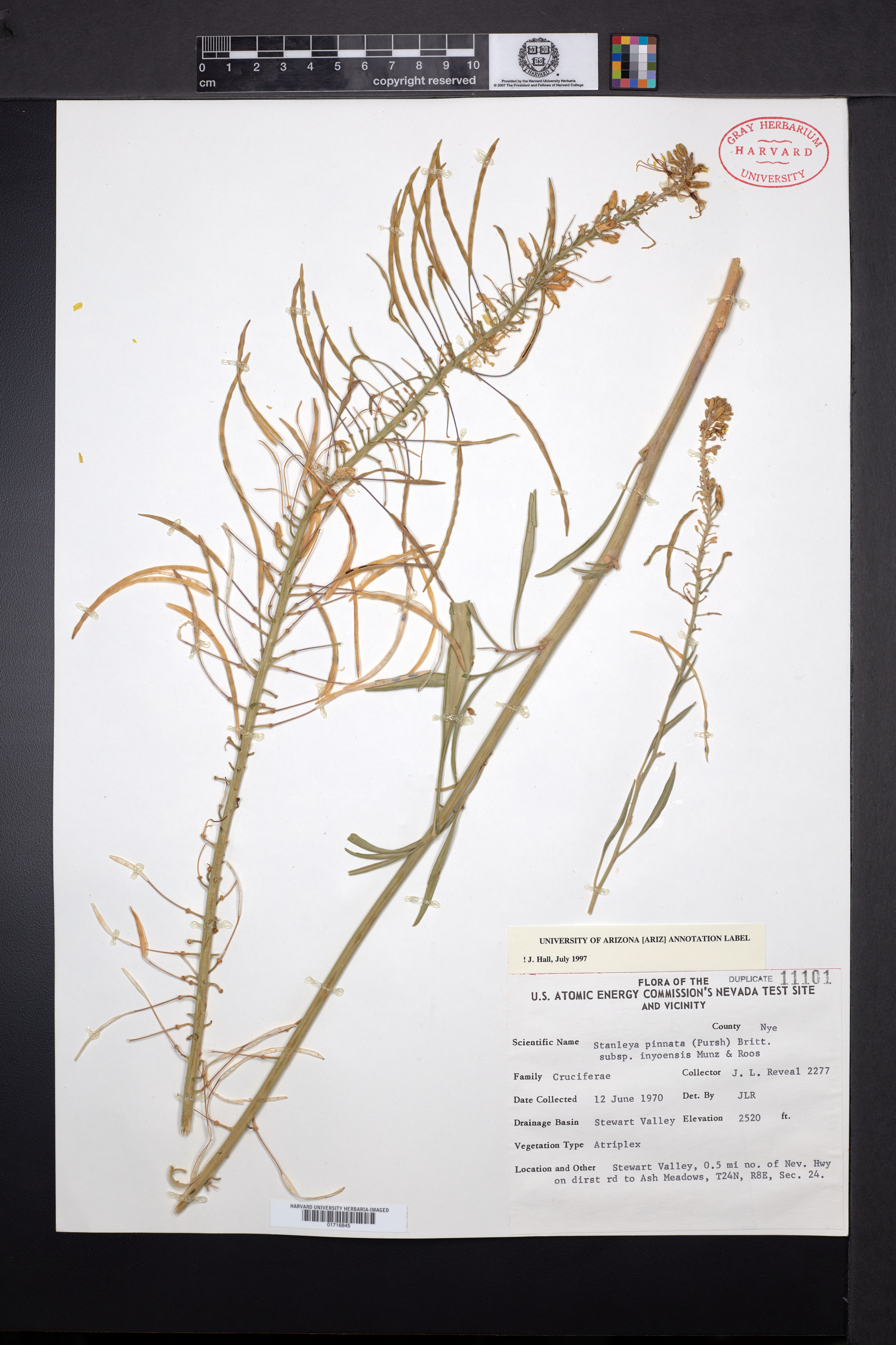 Stanleya pinnata subsp. inyoensis image