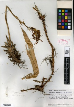 Pitcairnia killipiana image