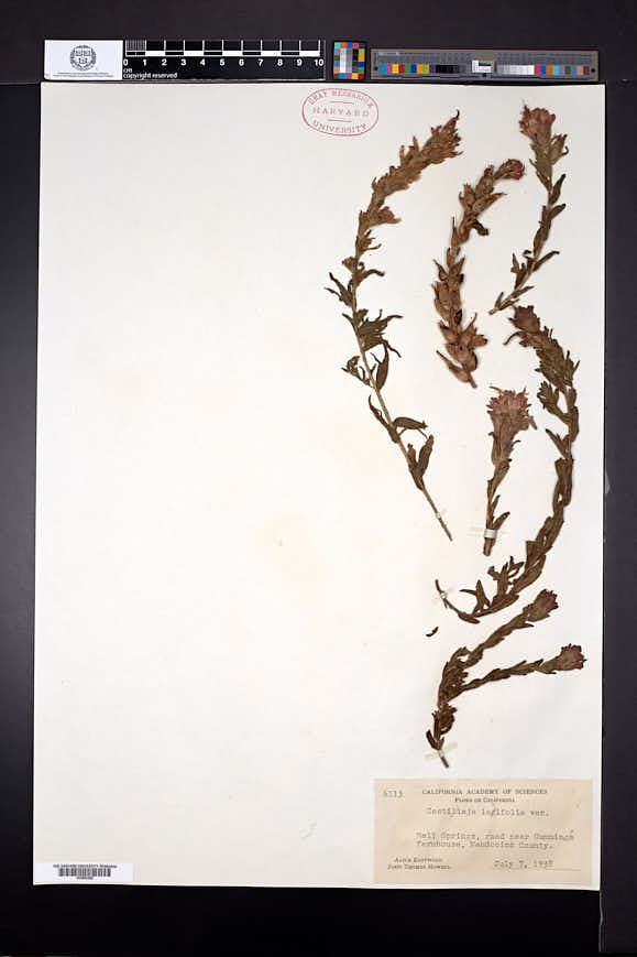 Castilleja latifolia image