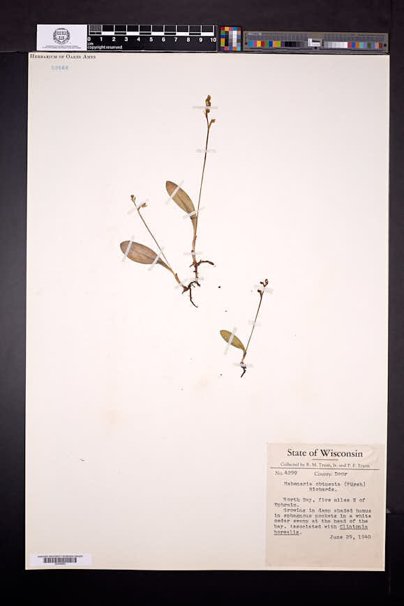 Platanthera obtusata image