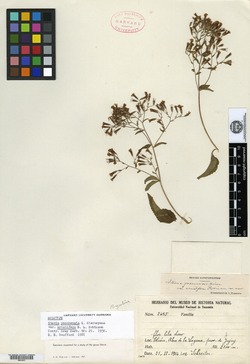 Stevia yaconensis image