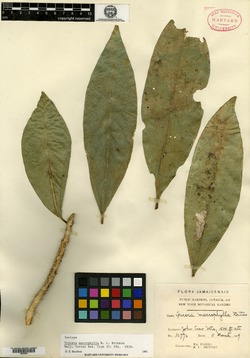 Buxus macrophylla image