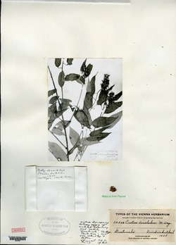 Croton decalobus image