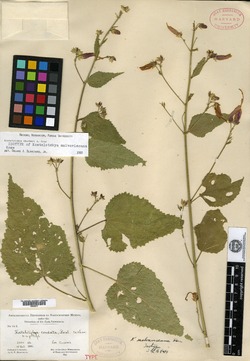 Kosteletzkya malvaviscana image