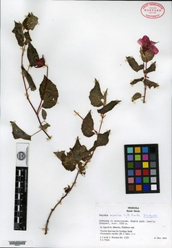 Begonia mariae image
