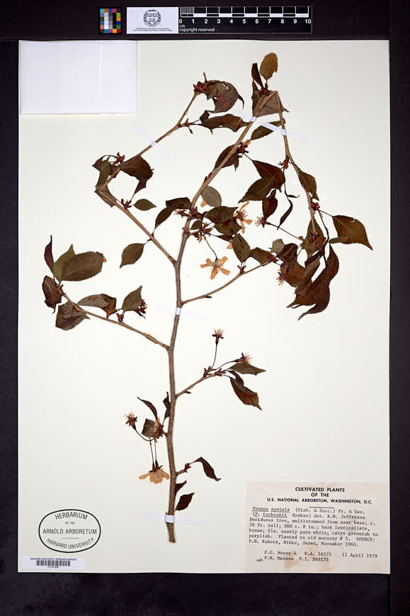 Prunus apetala image