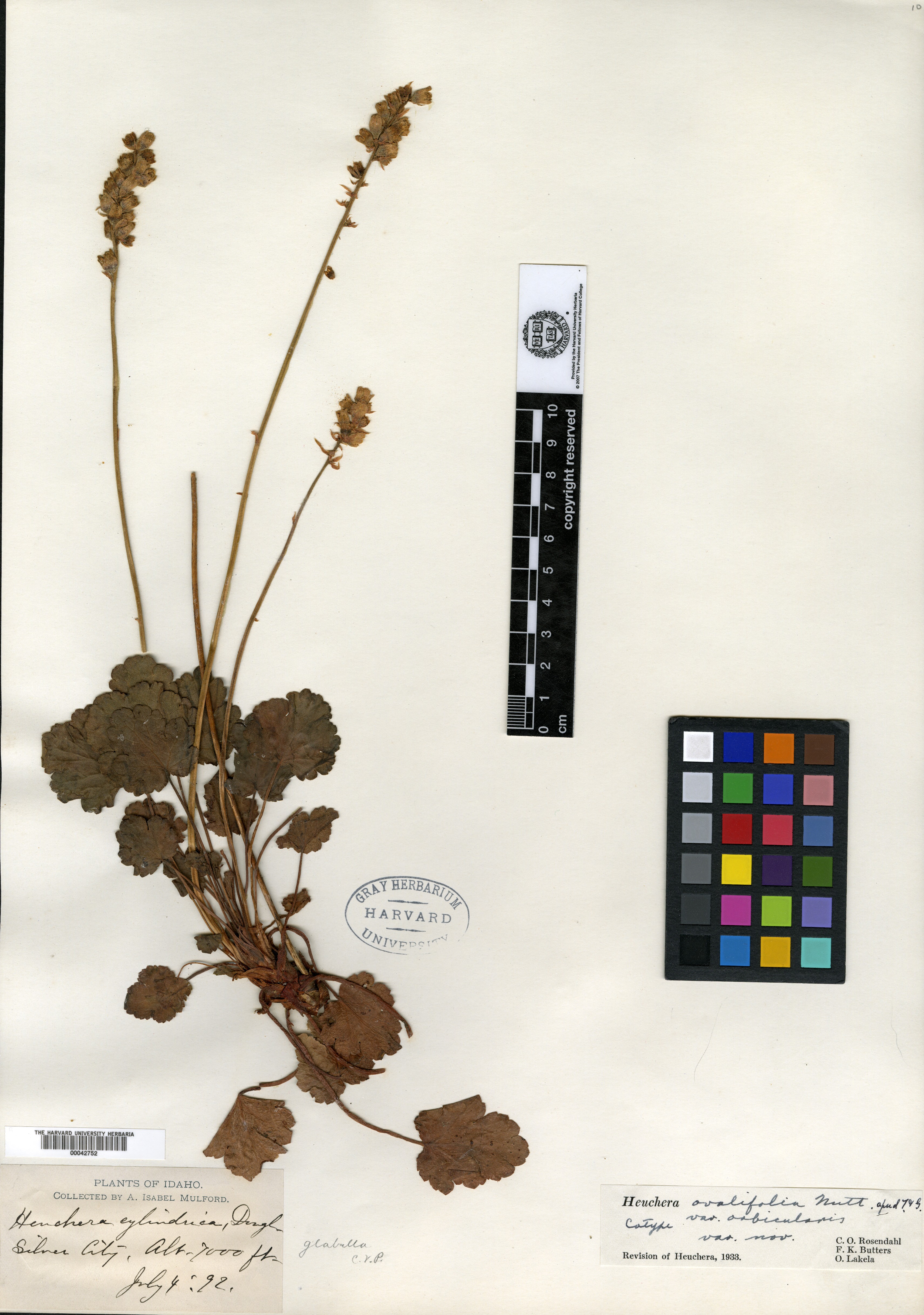 Heuchera ovalifolia var. orbicularis image