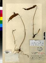 Pleurothallis tenuifolia image