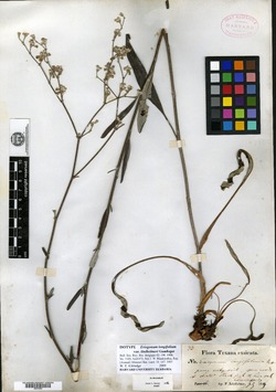 Eriogonum longifolium var. lindheimeri image