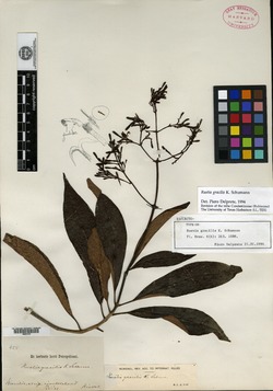 Rustia gracilis image