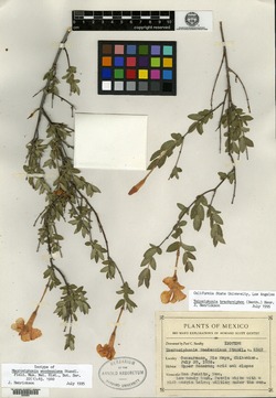 Macrosiphonia woodsoniana image