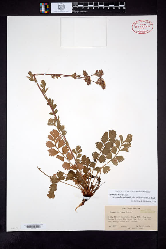 Horkelia fusca subsp. pseudocapitata image
