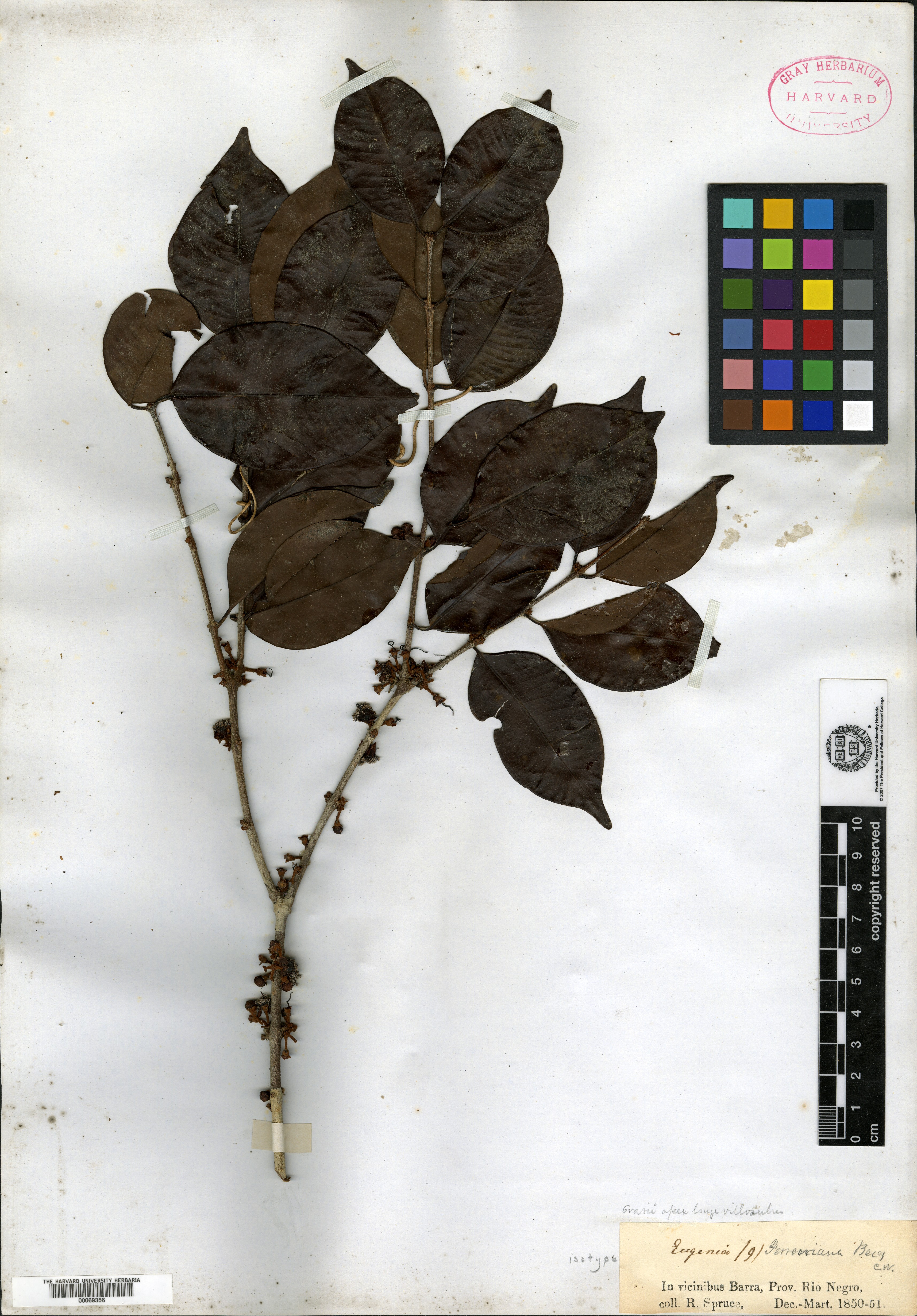 Eugenia garcinifolia image