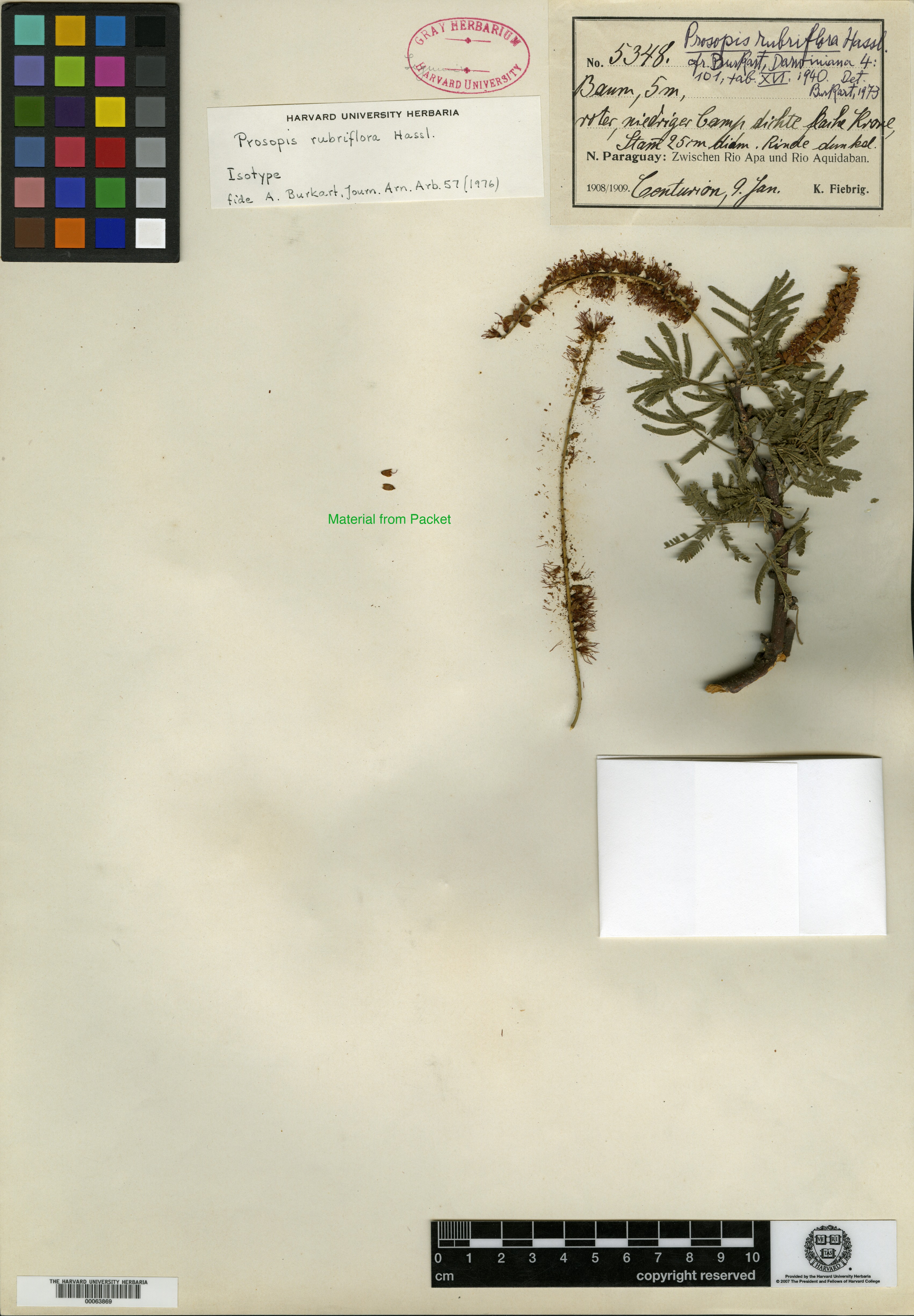 Prosopis rubriflora image
