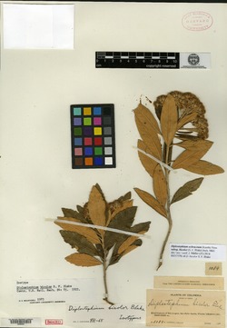 Diplostephium bicolor image