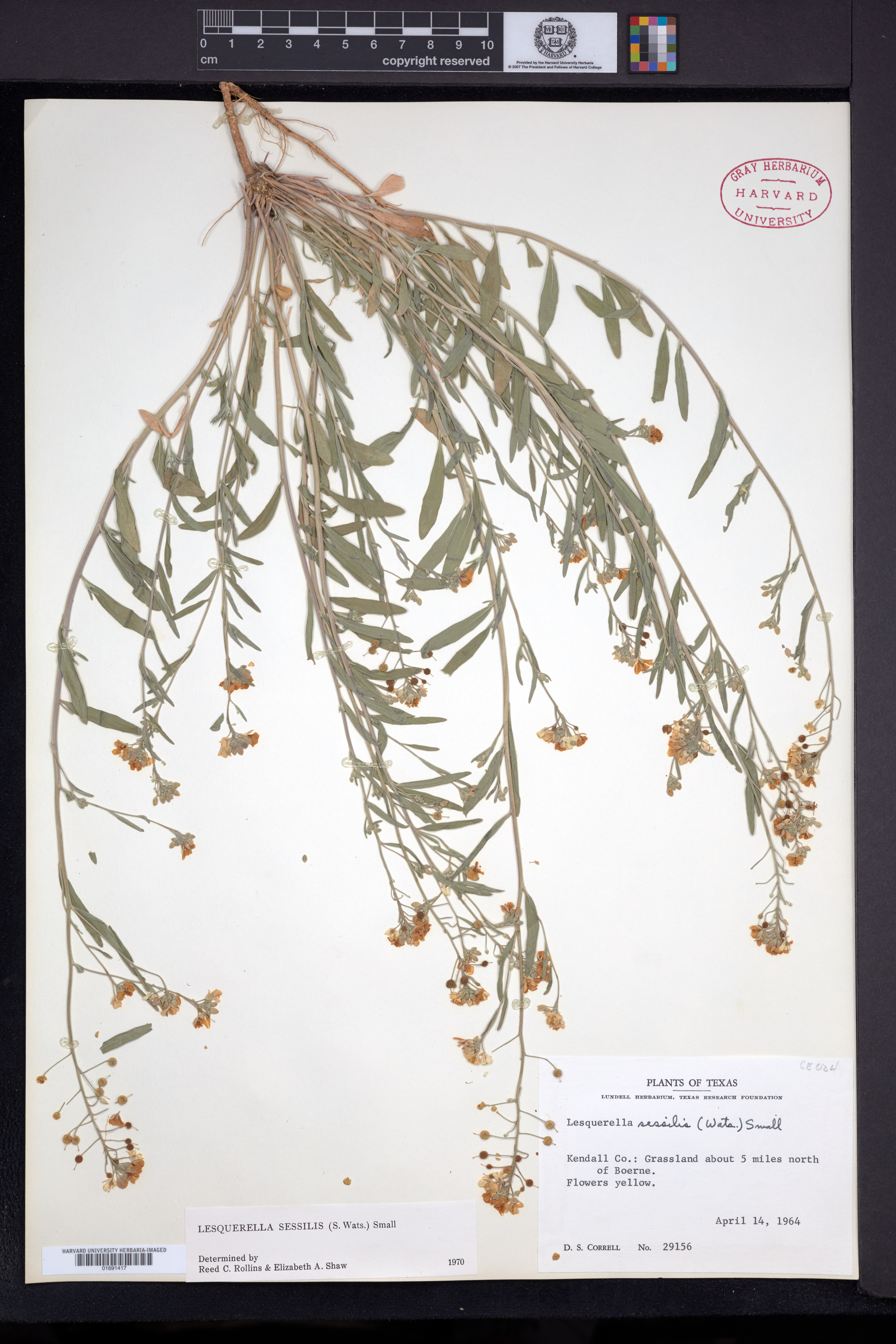 Physaria sessilis image