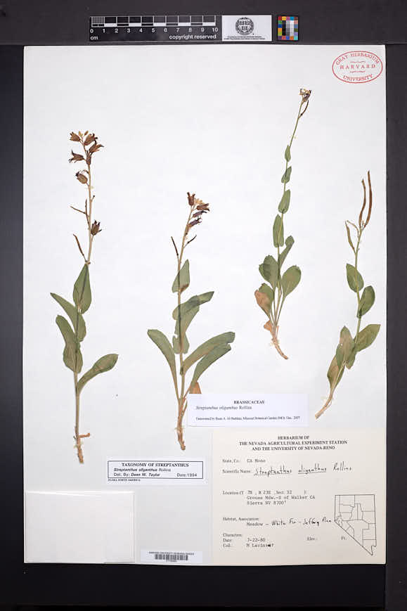 Streptanthus oliganthus image