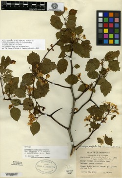 Crataegus padifolia image