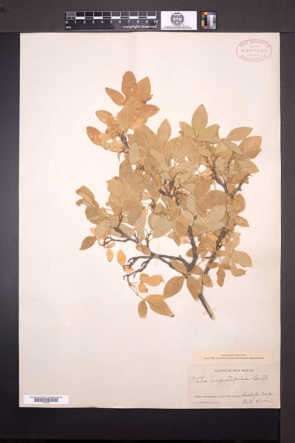 Ptelea trifoliata subsp. angustifolia image