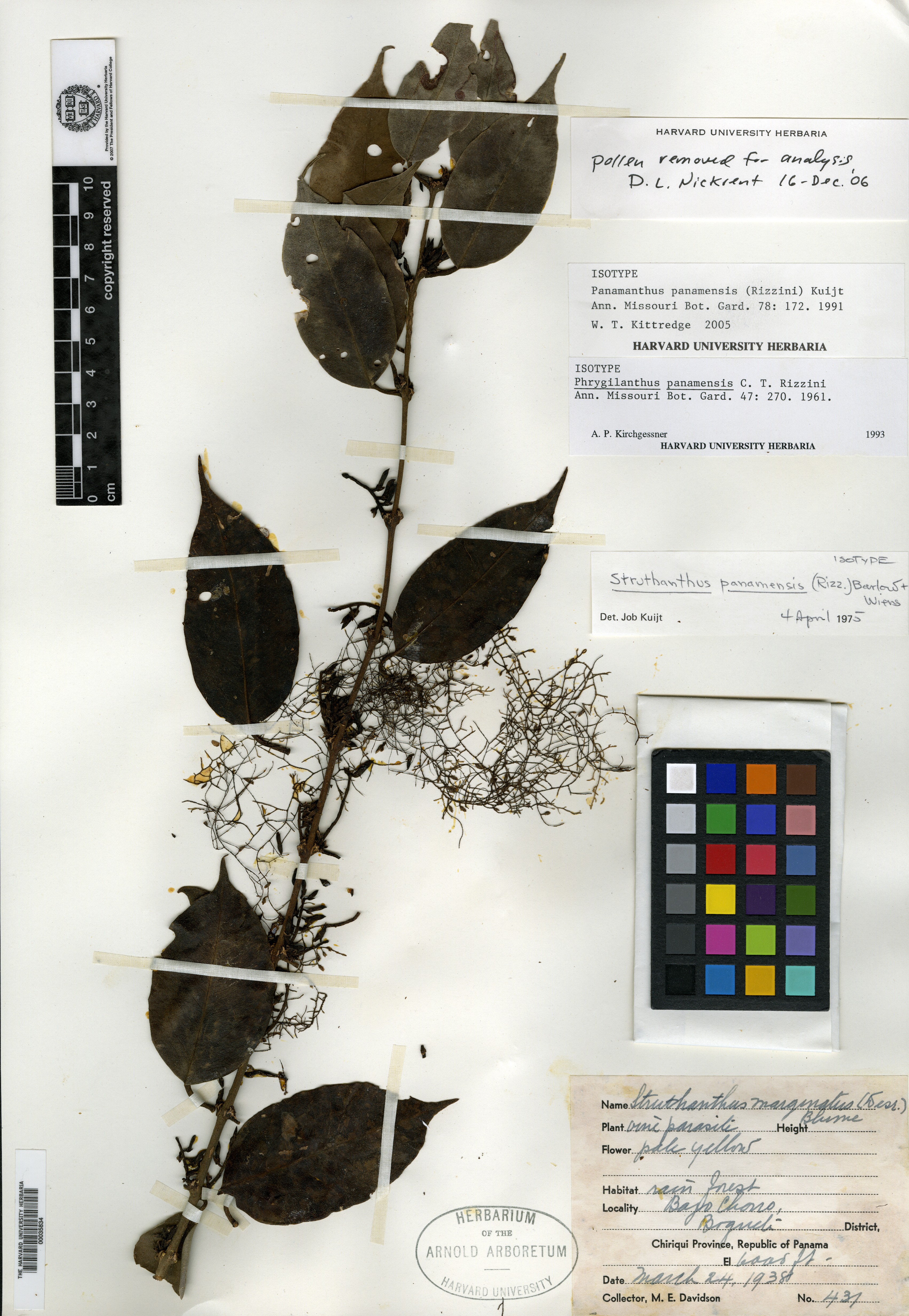 Panamanthus panamensis image