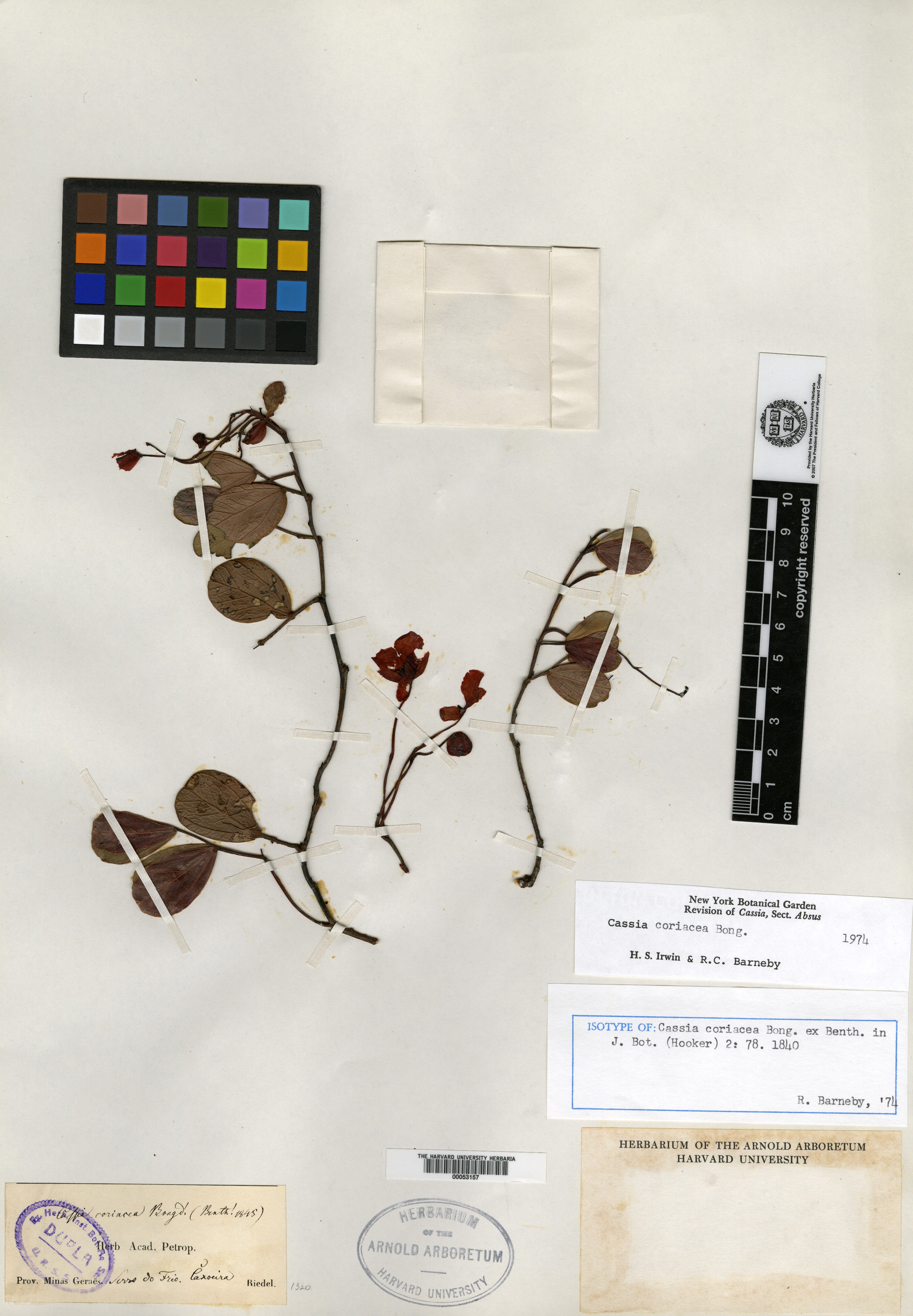 Chamaecrista nictitans subsp. disadena image