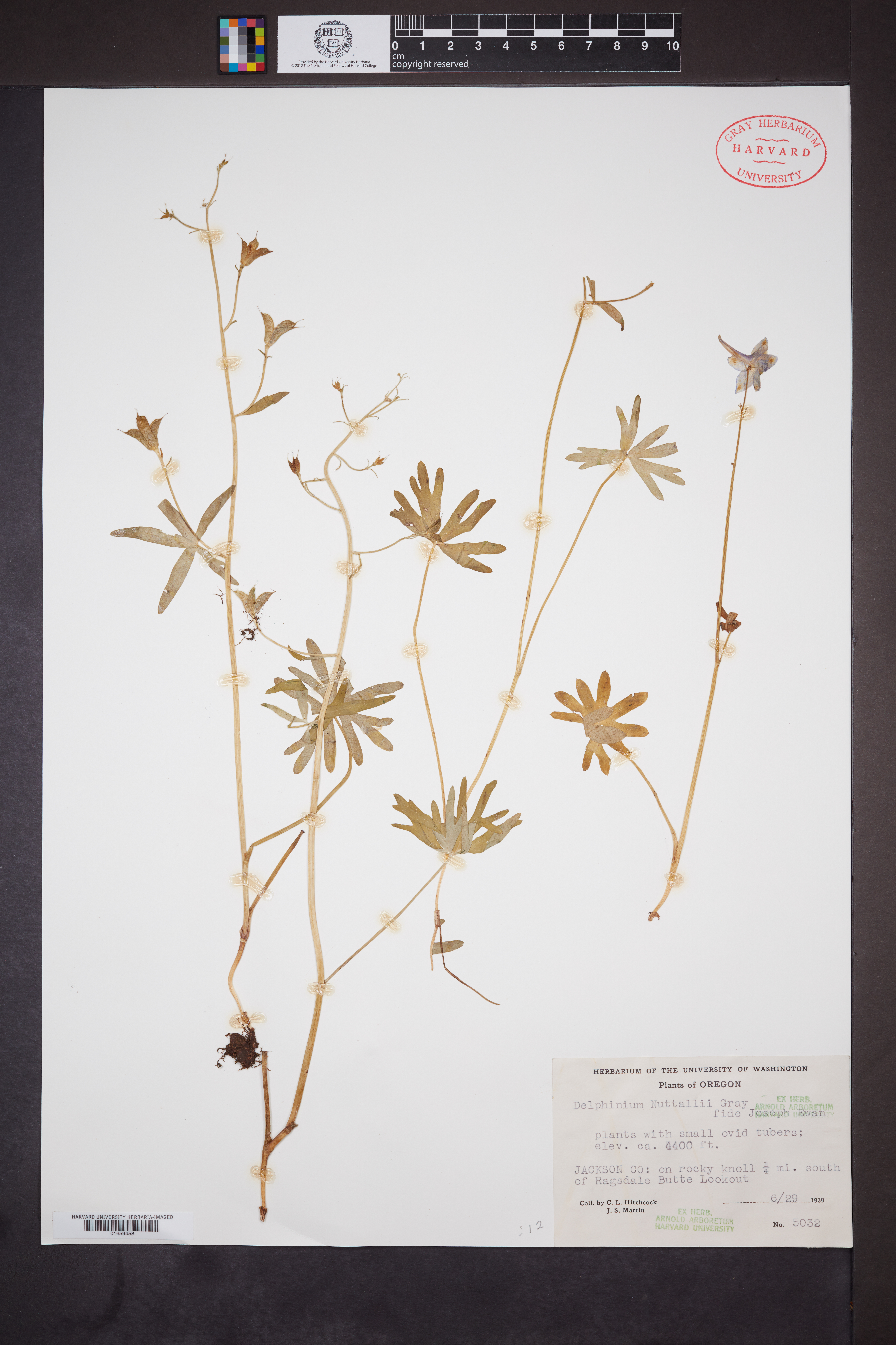 Delphinium nuttallii image