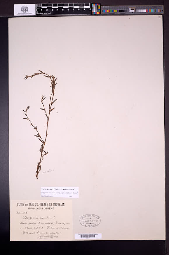Polygonum aviculare subsp. neglectum image