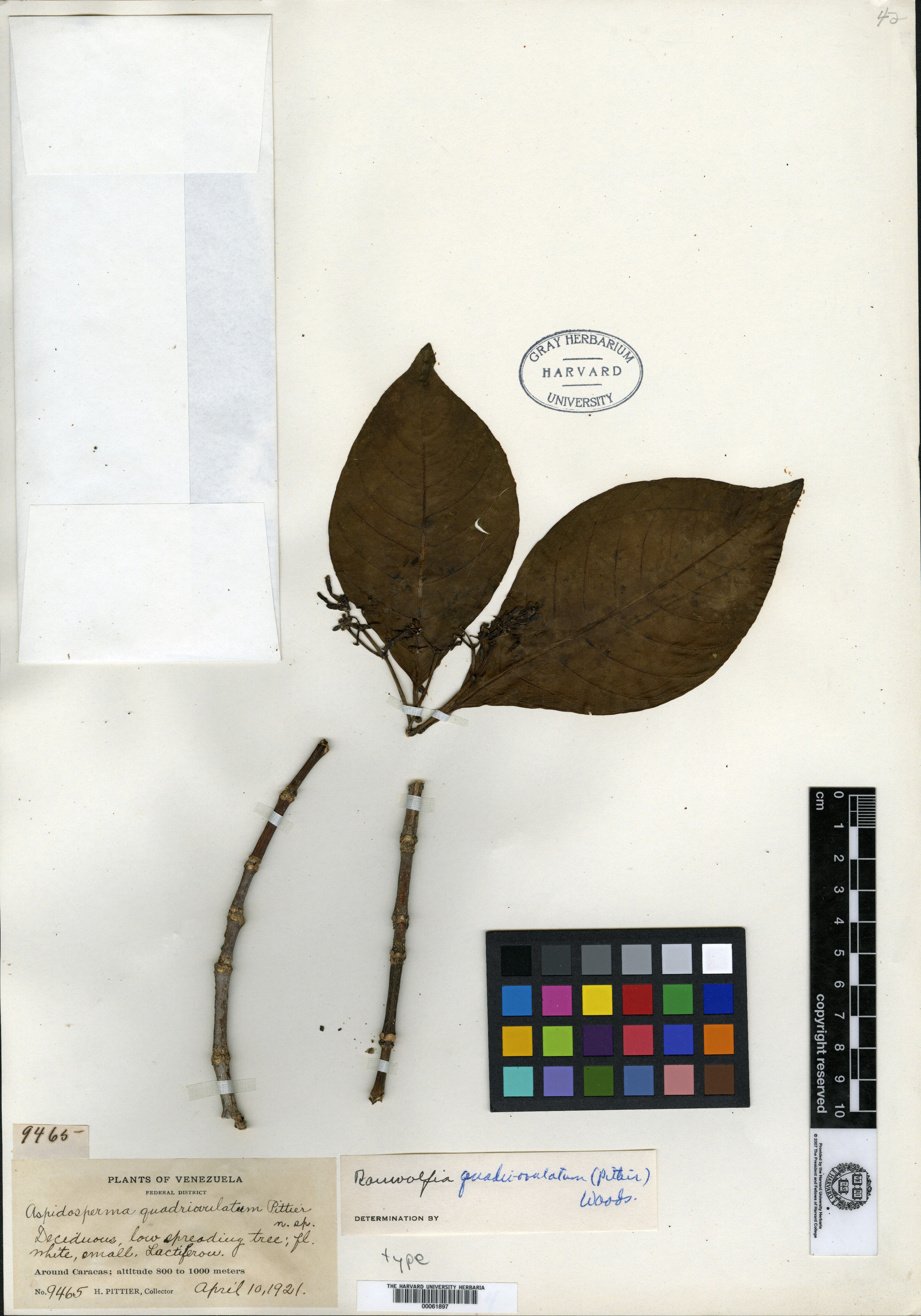 Rauvolfia pachyphylla image