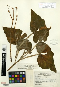 Begonia micranthera image