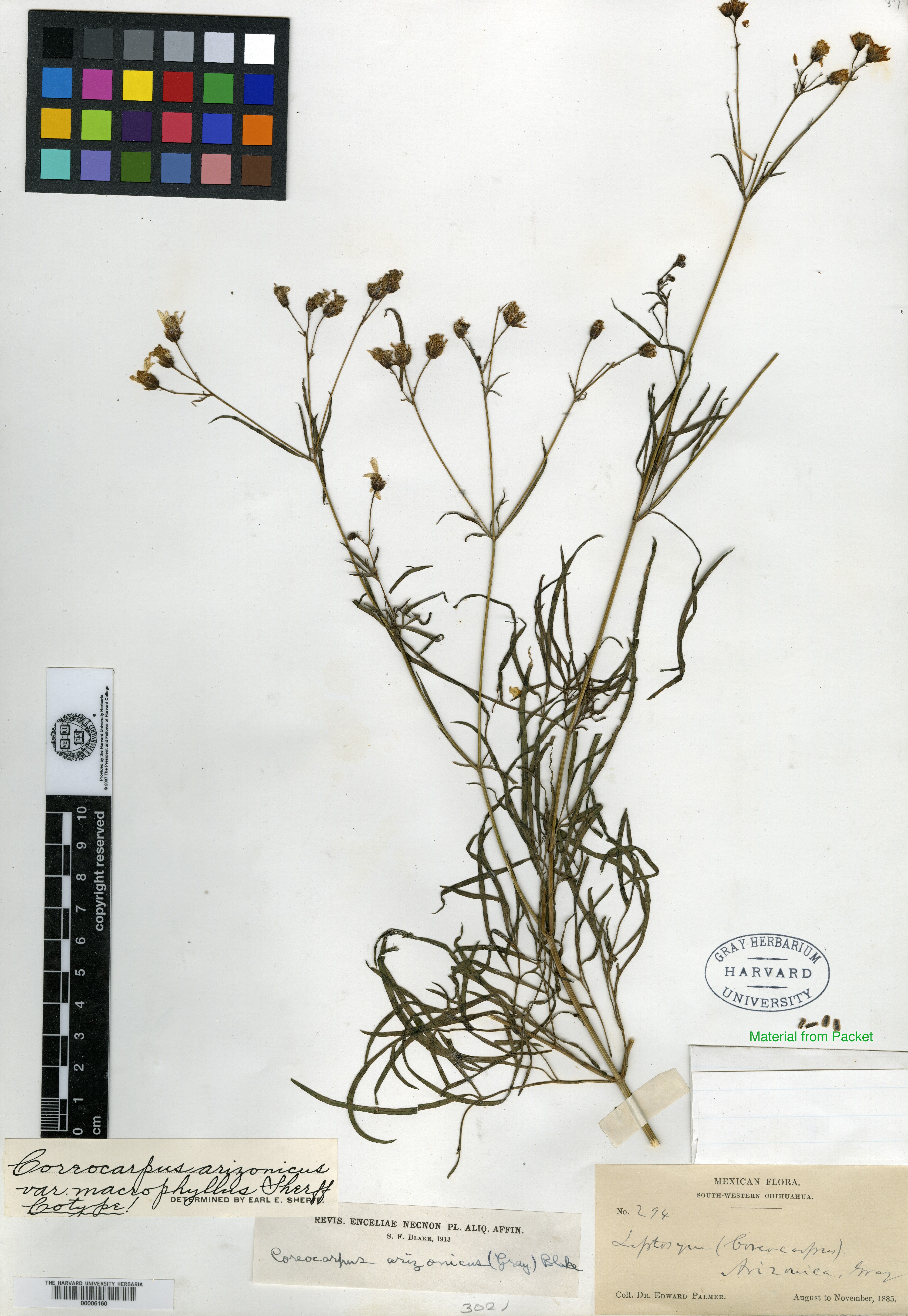 Coreocarpus arizonicus var. macrophyllus image