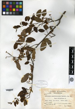 Dalbergia paucifoliolata image