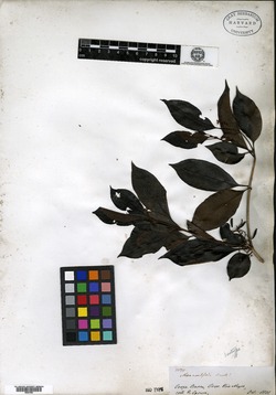 Neea ovalifolia image