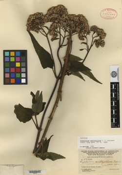 Eupatorium amethystinum image